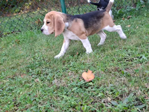 Beagle ZKwP 3