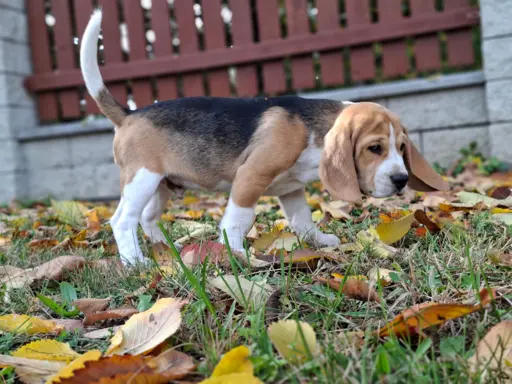 Beagle ZKwP 4