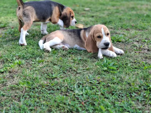 Beagle ZKwP 5