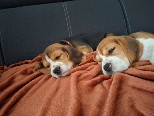 Beagle ZKwP 7