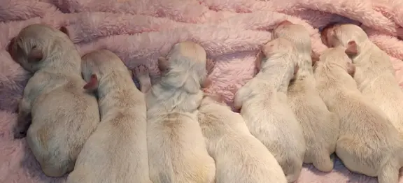 Golden Retriever 1