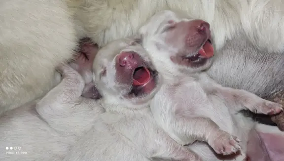 Golden Retriever 3