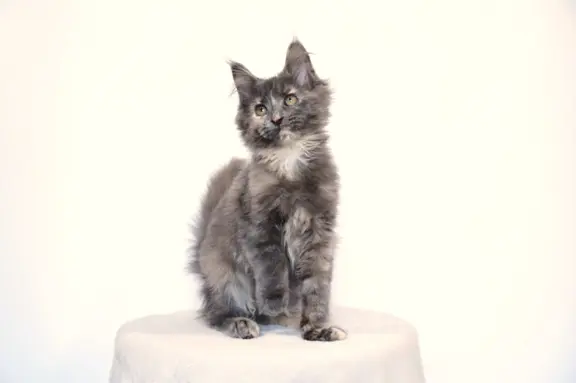 Koteczka Maine Coon FPL 2