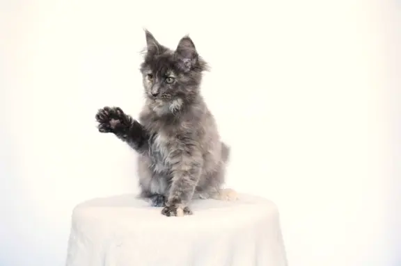 Koteczka Maine Coon FPL 3