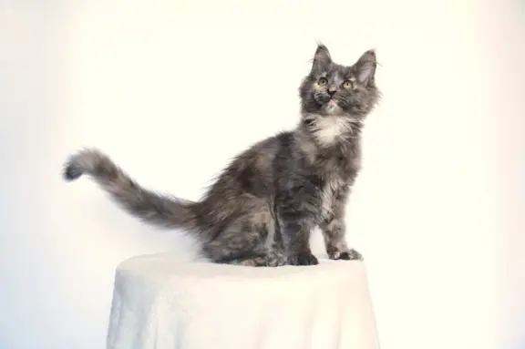 Koteczka Maine Coon FPL 4