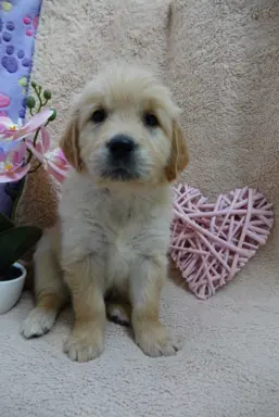 Szczenięta Golden retriever 1