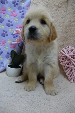 Szczenięta Golden retriever 2