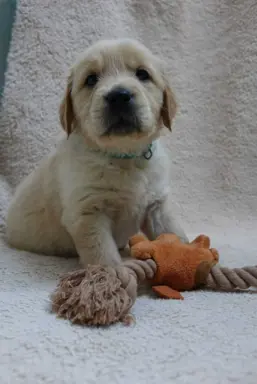 Szczenięta Golden retriever 3