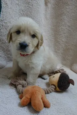 Szczenięta Golden retriever 4