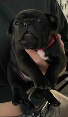 Buldog francuski ZKwP FCI 2