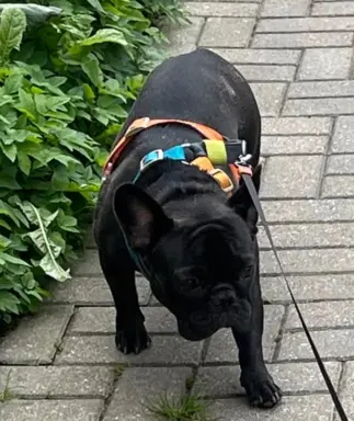 Buldog francuski ZKwP FCI 10