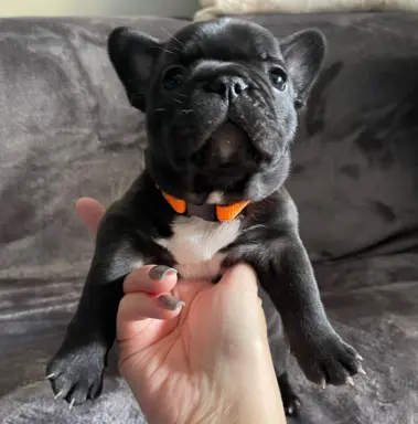 Buldog francuski ZKwP FCI 5