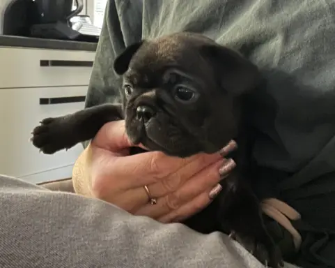 Buldog francuski ZKwP FCI 7