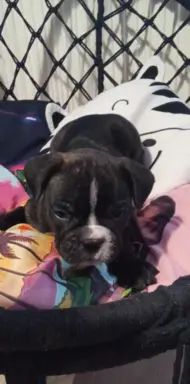 Buldog Francuski piękne szczenięta! 1