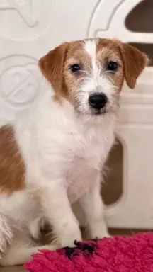 suczka Jack Russell terrier 2