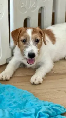 suczka Jack Russell terrier 3