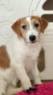 suczka Jack Russell terrier 4