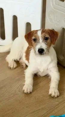 suczka Jack Russell terrier 5