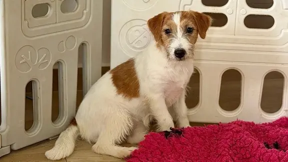 suczka Jack Russell terrier 1