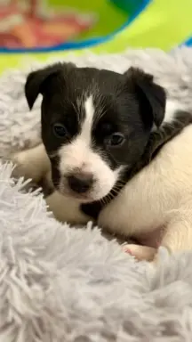 suczka Jack Russell terrier ZKWP/FCI szorstkowłosa biało-cza 2