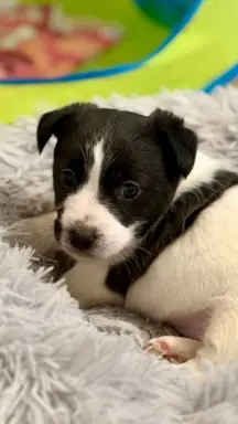 suczka Jack Russell terrier ZKWP/FCI szorstkowłosa biało-cza 3