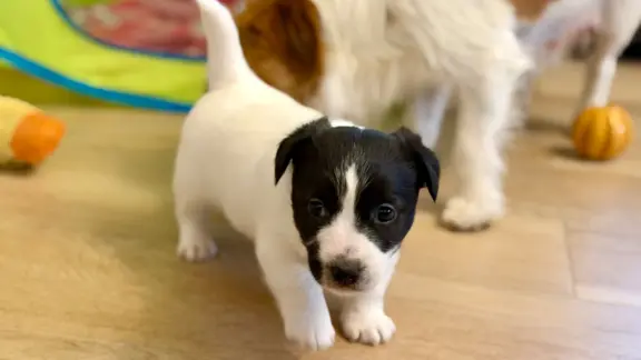 suczka Jack Russell terrier ZKWP/FCI szorstkowłosa biało-cza 1
