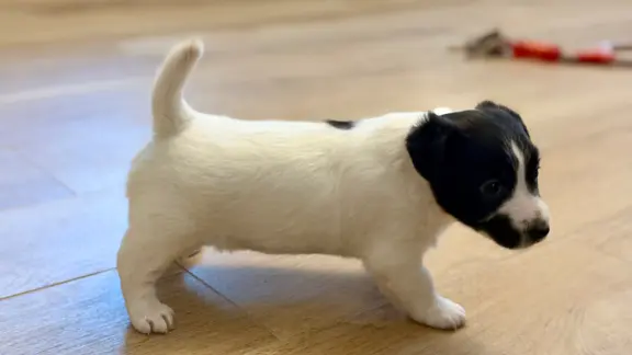 suczka Jack Russell terrier ZKWP/FCI szorstkowłosa biało-cza 4