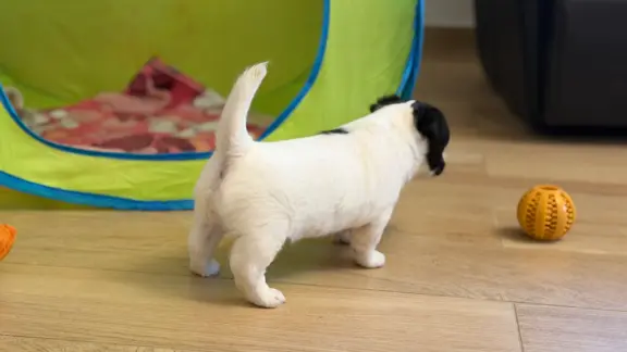 suczka Jack Russell terrier ZKWP/FCI szorstkowłosa biało-cza 5