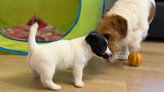 suczka Jack Russell terrier ZKWP/FCI szorstkowłosa biało-cza 6