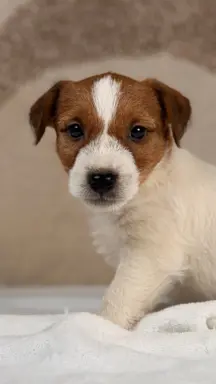 piesek Jack Russell terrier ZKWP/FCI szorstkowłosy 1