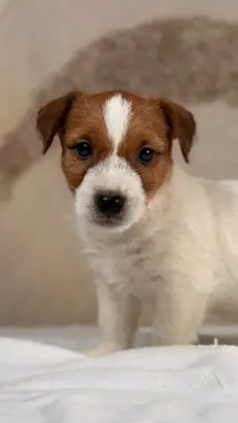 piesek Jack Russell terrier ZKWP/FCI szorstkowłosy 2