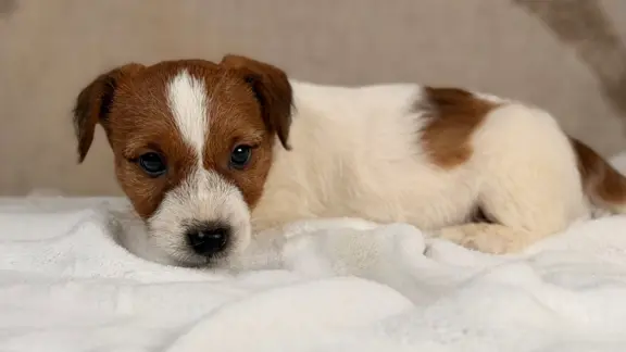 piesek Jack Russell terrier ZKWP/FCI szorstkowłosy 3
