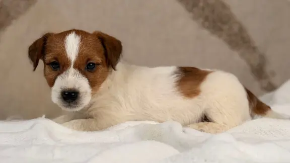 piesek Jack Russell terrier ZKWP/FCI szorstkowłosy 4