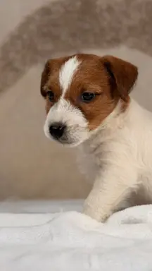 piesek Jack Russell terrier ZKWP/FCI szorstkowłosy 5