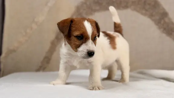 piesek Jack Russell terrier ZKWP/FCI szorstkowłosy 6
