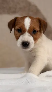 piesek Jack Russell terrier ZKWP/FCI szorstkowłosy 7