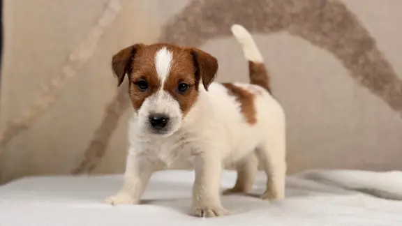 piesek Jack Russell terrier ZKWP/FCI szorstkowłosy 8