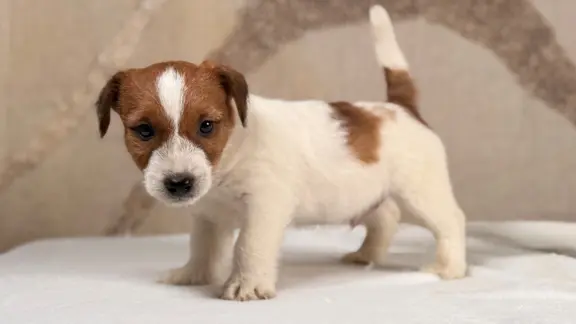 piesek Jack Russell terrier ZKWP/FCI szorstkowłosy 9