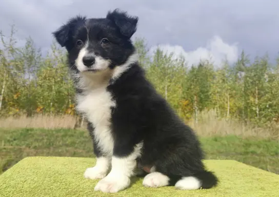Cudny Pies GROSZEK - BORDER COLLIE z pełną dok. super rodzic 1