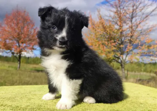 Cudny Pies GROSZEK - BORDER COLLIE z pełną dok. super rodzic 2