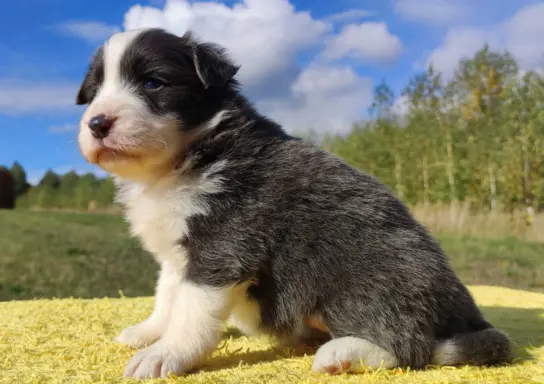 Cudny Pies GROSZEK - BORDER COLLIE z pełną dok. super rodzic 3