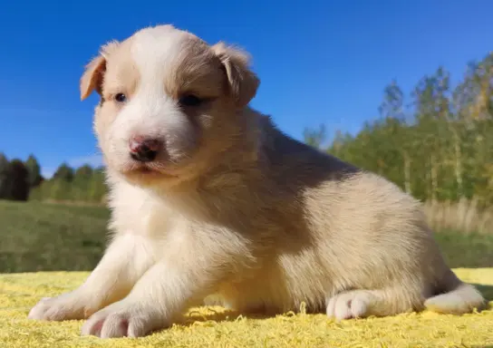 Cudny Pies GROSZEK - BORDER COLLIE z pełną dok. super rodzic 4
