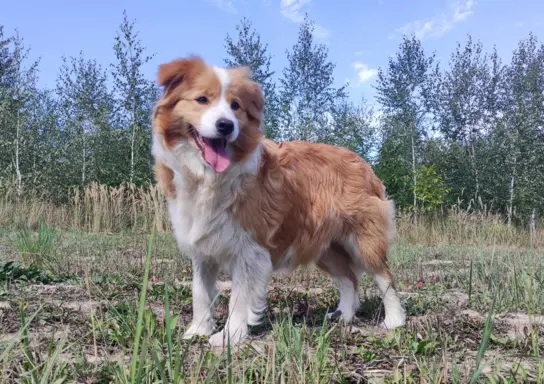 Cudny Pies GROSZEK - BORDER COLLIE z pełną dok. super rodzic 6