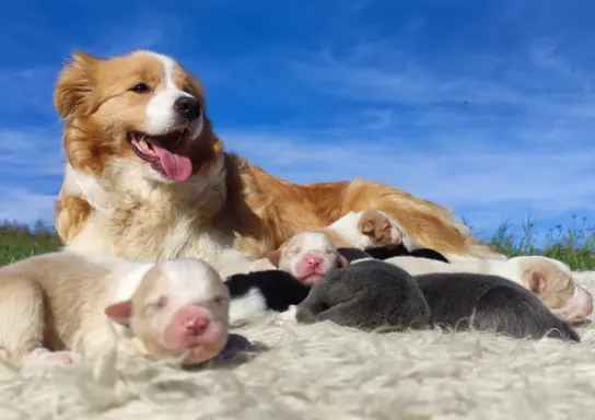 Cudny Pies GROSZEK - BORDER COLLIE z pełną dok. super rodzic 7