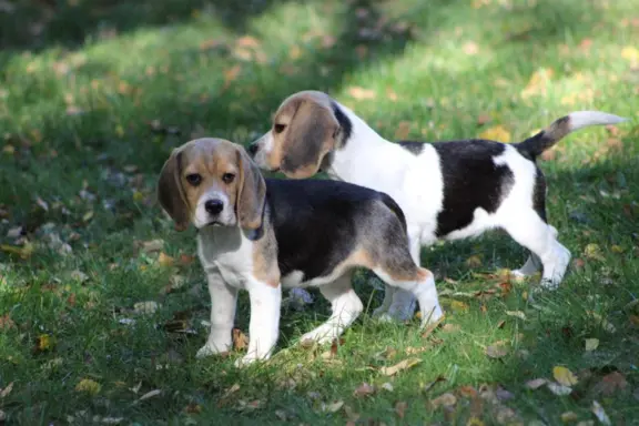 Beagle Panny na wydaniu  ZKwP/FCI  po Champione Polski 2