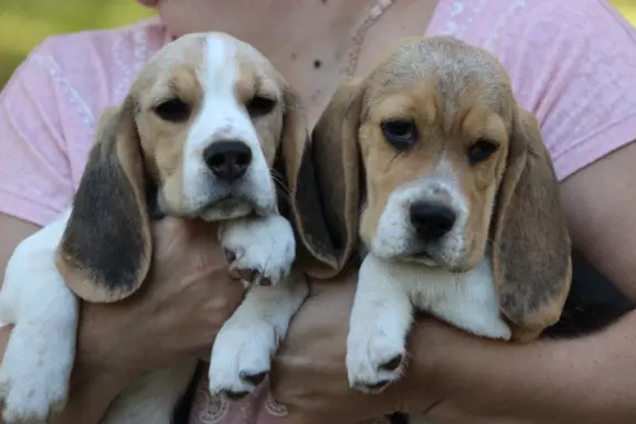 Beagle Panny na wydaniu  ZKwP/FCI  po Champione Polski 3
