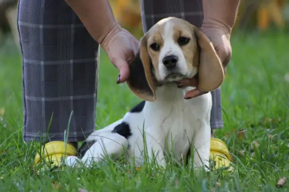 Beagle Panny na wydaniu  ZKwP/FCI  po Champione Polski 4
