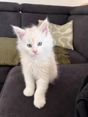 Maine coon- wyjątkowe kocurki szukają domu. 2