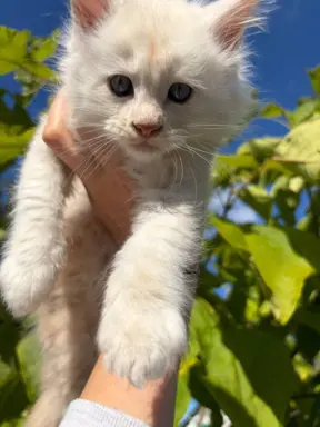 Maine coon- wyjątkowe kocurki szukają domu. 3