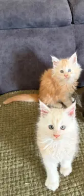 Maine coon- wyjątkowe kocurki szukają domu. 4